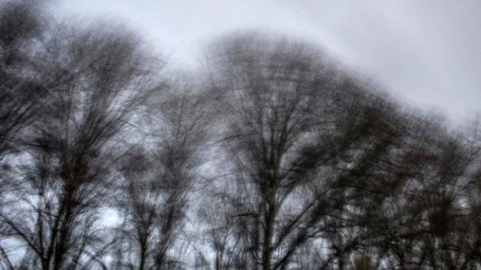 baeume-unwetter-100__v-gseapremiumxl